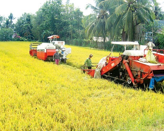 Farmers harvest winter spring rice crop in Vinh Long Province (Photo: SGGP)